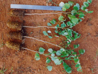 Dalbergia latifoliaseedling raised in 50 cc root trainers