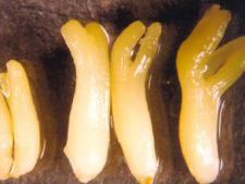Mature somatic embryos of sandal wood
