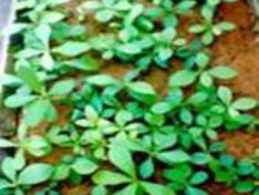 Leafy stem cuttings of teak