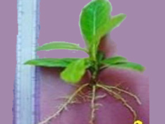 Rooted leafy stem cutting