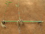 Rooted culm cutting of D. stocksii