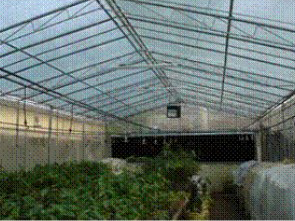 Inside view of green house