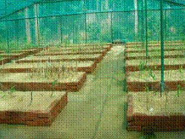 Inside view of sand beds in agroshade net for vegetative propagation
