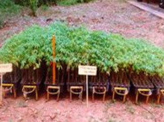 Bombax ceiba seedlings in 150 cc root trainers