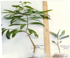 Acacia auriculiformis seedlings