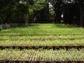 Sandalwood quality seedling production in root trainers