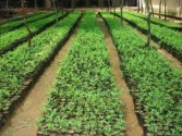 Quality seedlings of sandalwood production in polybags