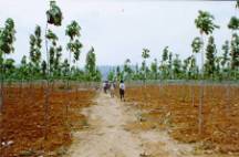 Seedling seed orchard of Teak, near Tirupati